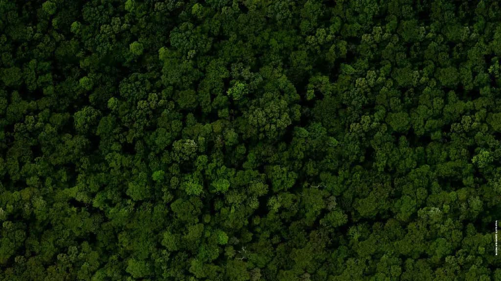 Vista aérea da área verde do Lagom Perequê
